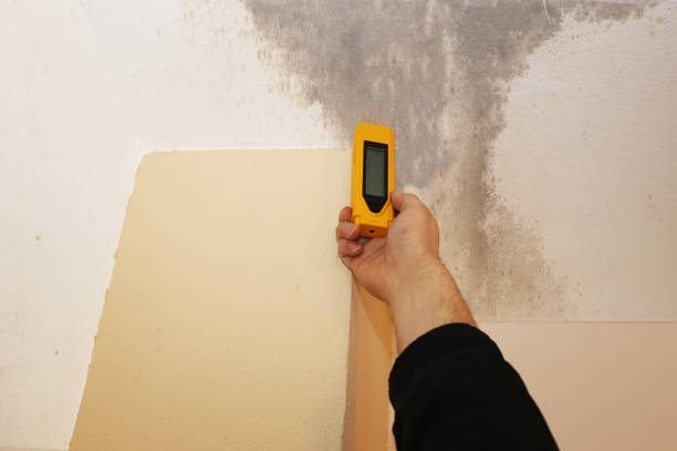 Best Basement Mold Removal  in Guttenberg, NJ