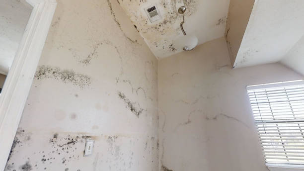 Best Dehumidification Services  in Guttenberg, NJ