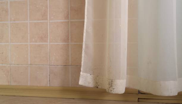 Best Black Mold Removal  in Guttenberg, NJ