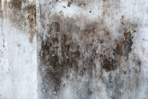 Best Mold Damage Restoration  in Guttenberg, NJ