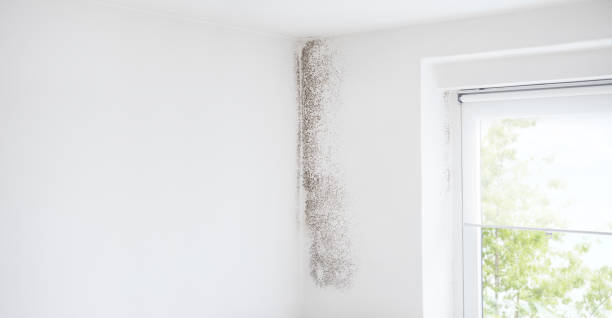 Best Biohazard Mold Removal  in Guttenberg, NJ