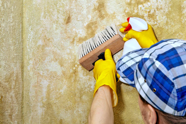 Best Post-Construction Mold Inspection  in Guttenberg, NJ