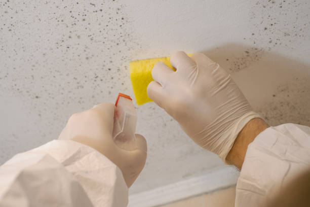 Environmental Consulting for Mold Prevention in Guttenberg, NJ