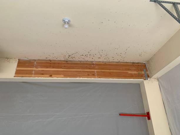 Trusted Guttenberg, NJ Mold Removal Experts