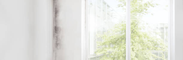 Best Mold Remediation for Vacation Homes  in Guttenberg, NJ