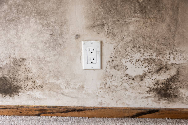 Best Airborne Mold Testing  in Guttenberg, NJ