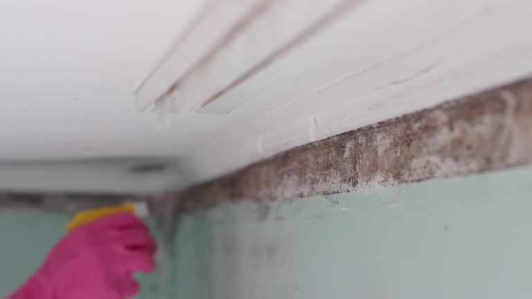 Mold Remediation for Vacation Homes in Guttenberg, NJ